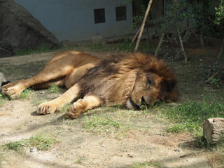 寝るライオン