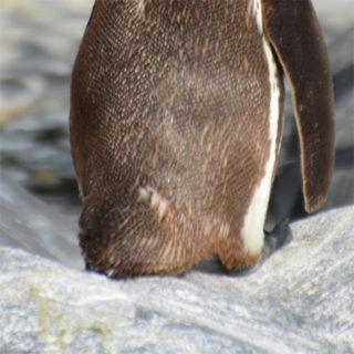 福山市立動物園　ペンギンのお尻
