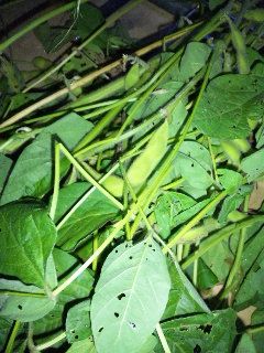 新鮮な枝豆