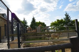 福山市立動物園　キリン