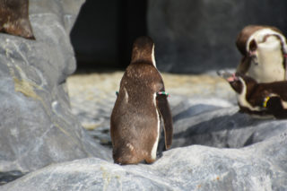 福山市立動物園　ペンギン